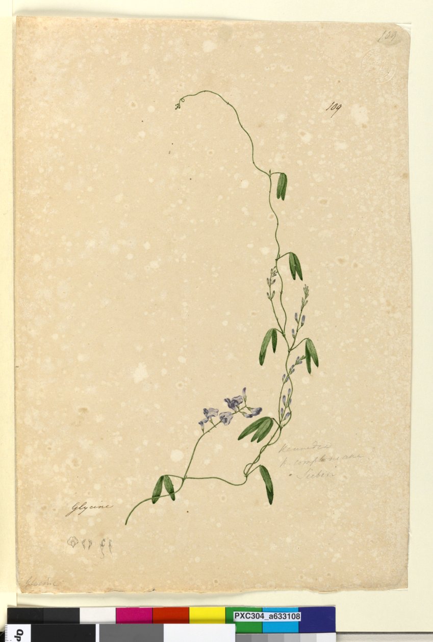 Seite 109. Kennedia comptoniana von John William Lewin