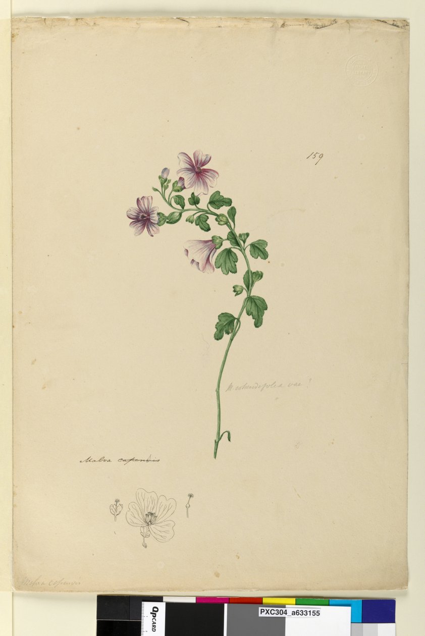 Seite 159. Malva capensis von John William Lewin