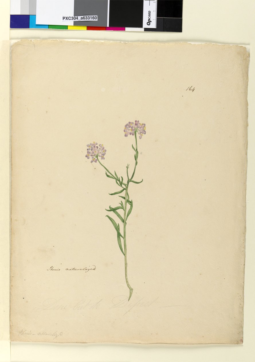Seite 164. Iberis naturalisiert von John William Lewin