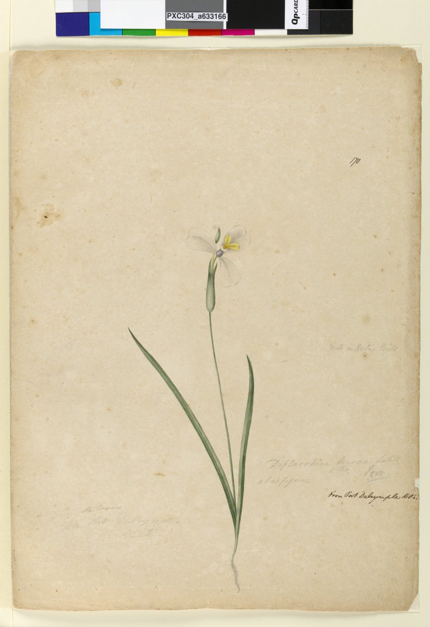 Seite 170. Diplarrhena moraea, ca. 1803-06 von John William Lewin