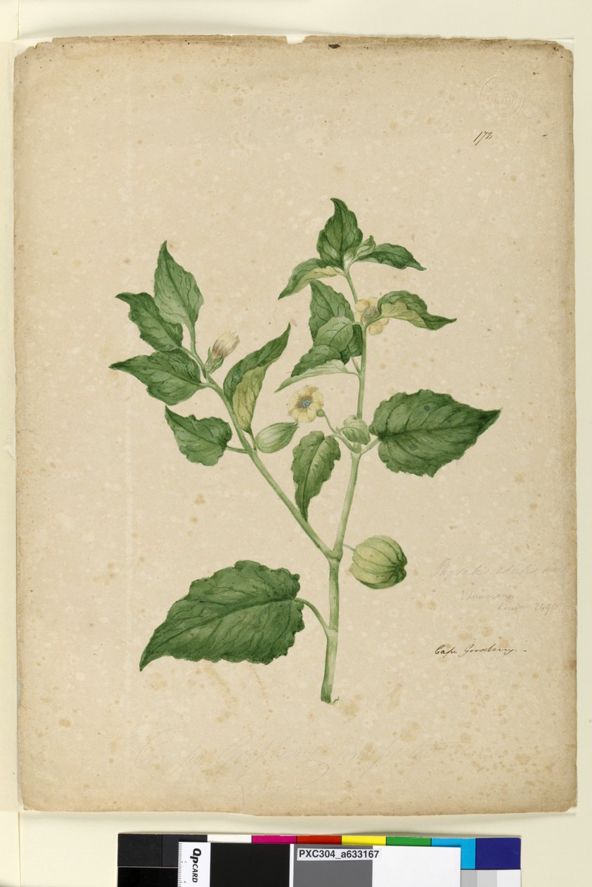 Seite 172. Physalis edulis von John William Lewin