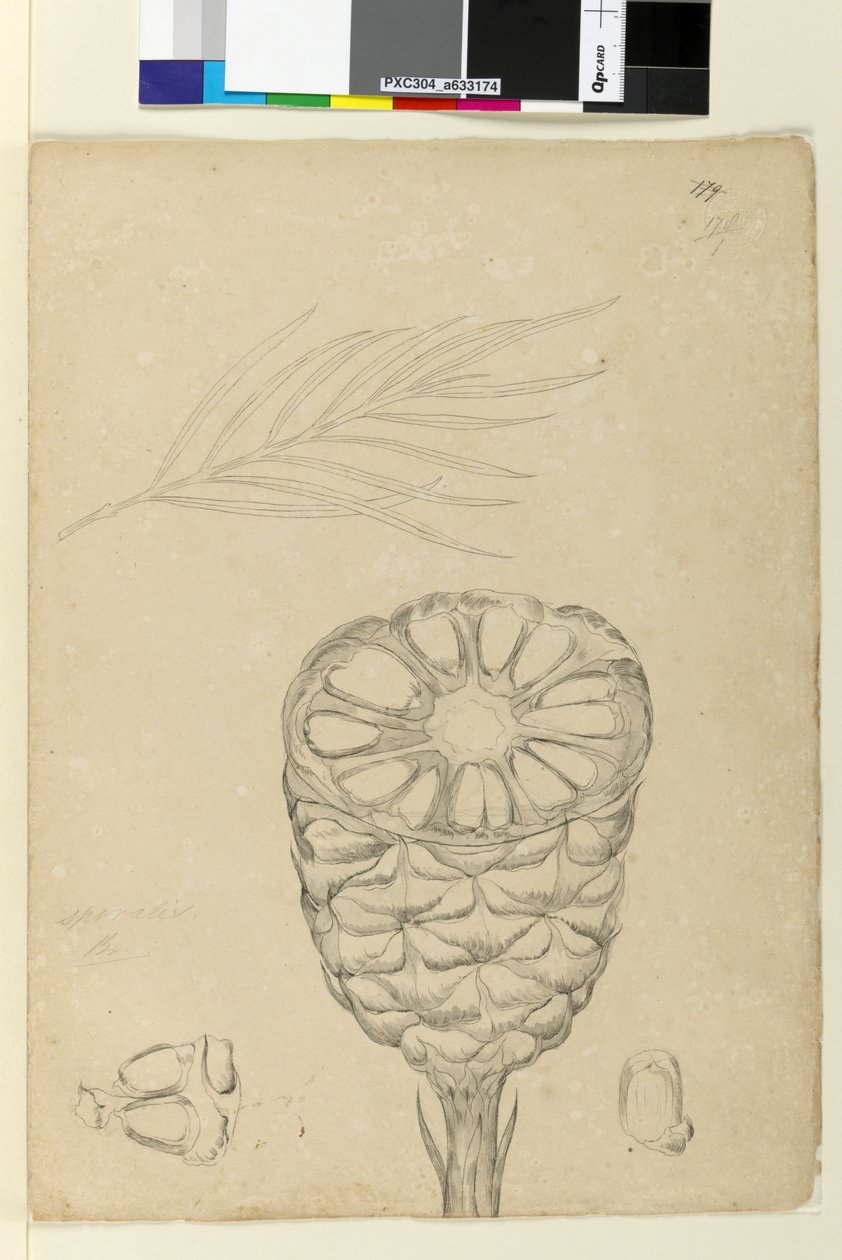 Seite 178b. Spiralis von John William Lewin