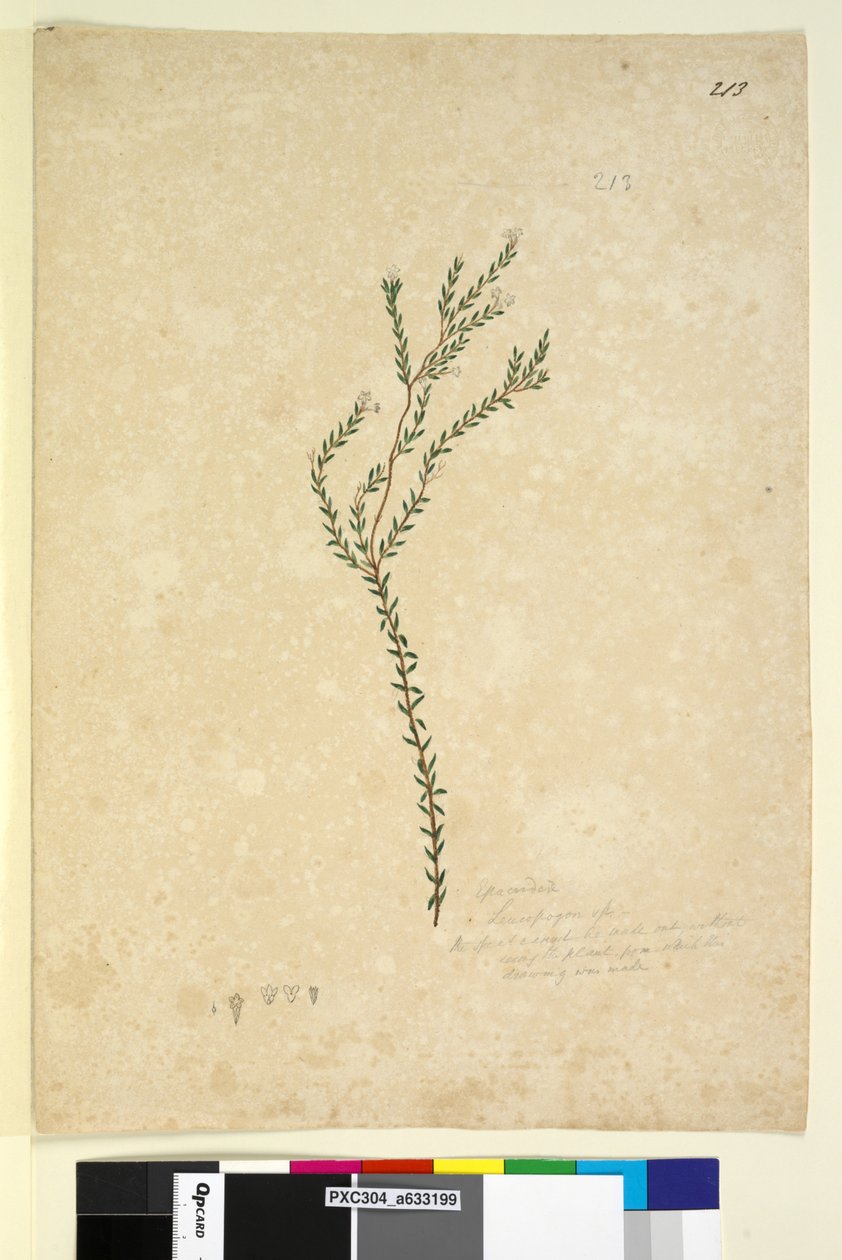 Seite 213. Epacrideae Leucopogon sp. von John William Lewin