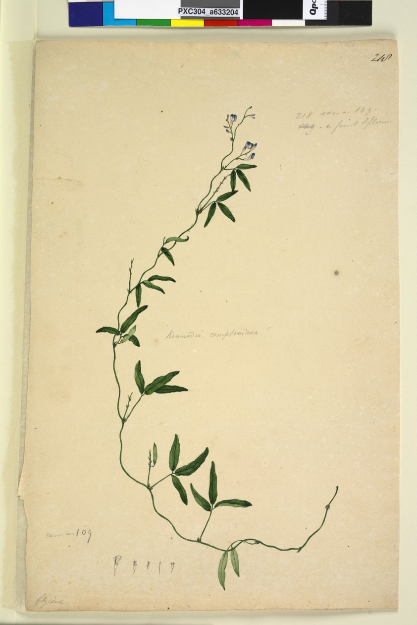 Seite 218. Kennedia comptoniana Hardenbergia comptoniana von John William Lewin