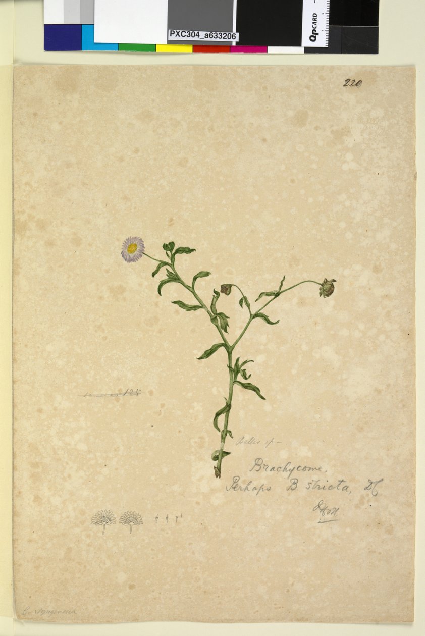 Seite 220. Brachycome multifida von John William Lewin