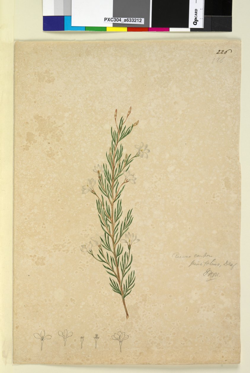 Seite 226. Ricinocarpus pinifolius von John William Lewin