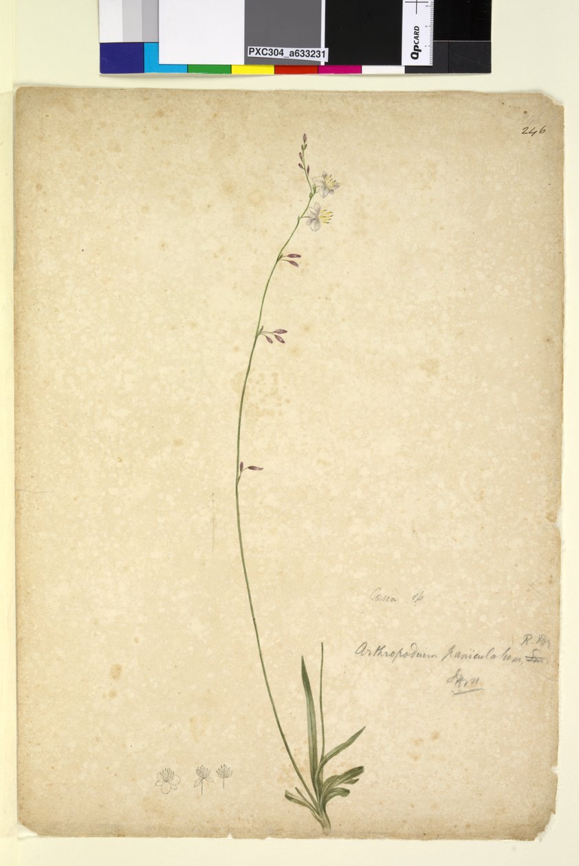 Seite 246. Arthropodium paniculatum von John William Lewin