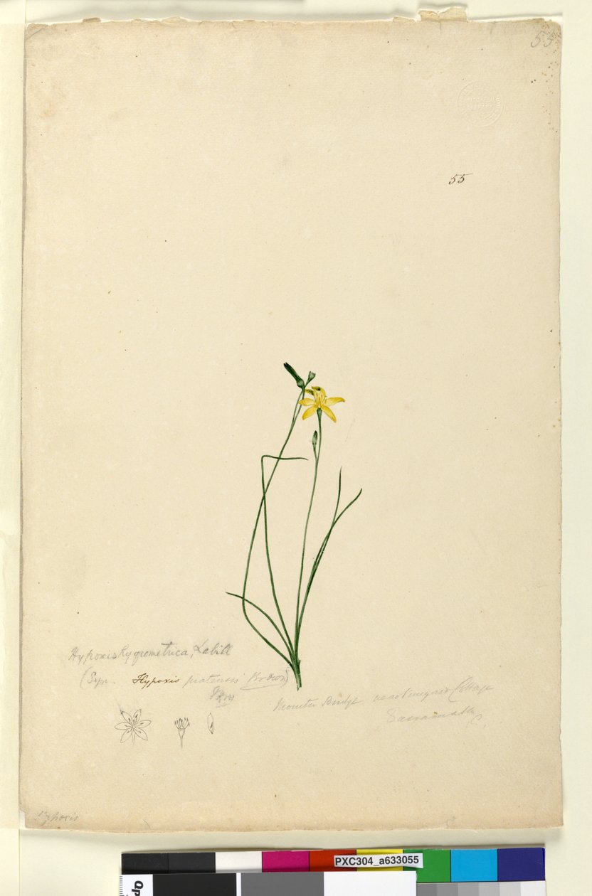 Seite 55. Hypoxis hygrometrica von John William Lewin
