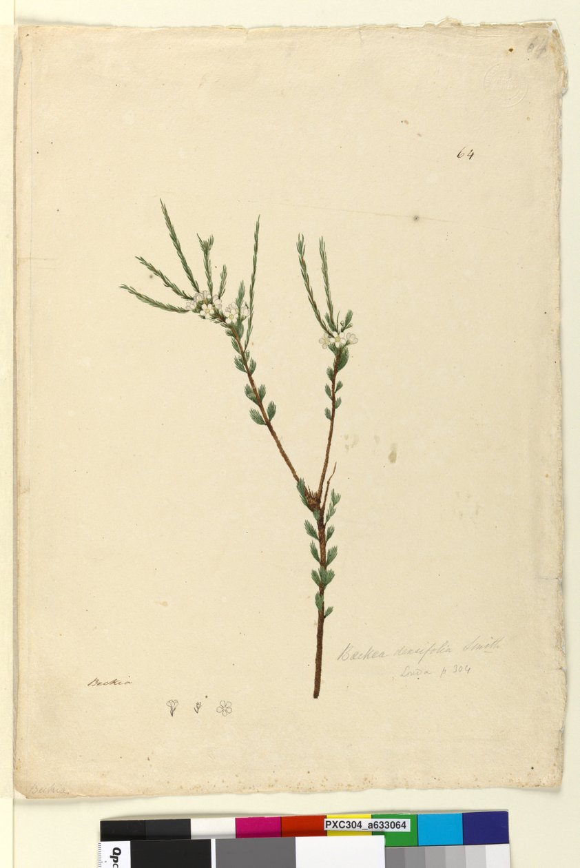 Seite 64. Baeckea densifolia von John William Lewin