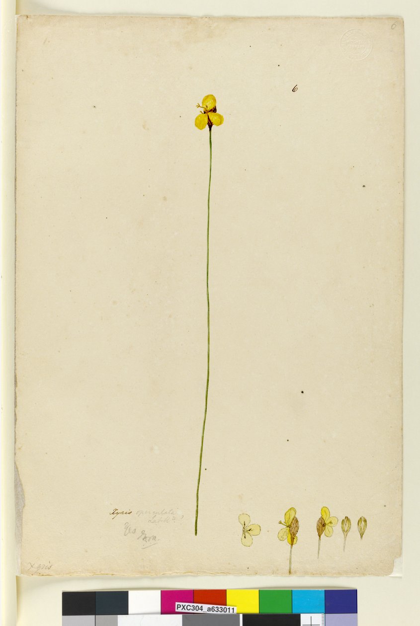 Seite 6. Xyris operculata, ca. 1803-06 von John William Lewin