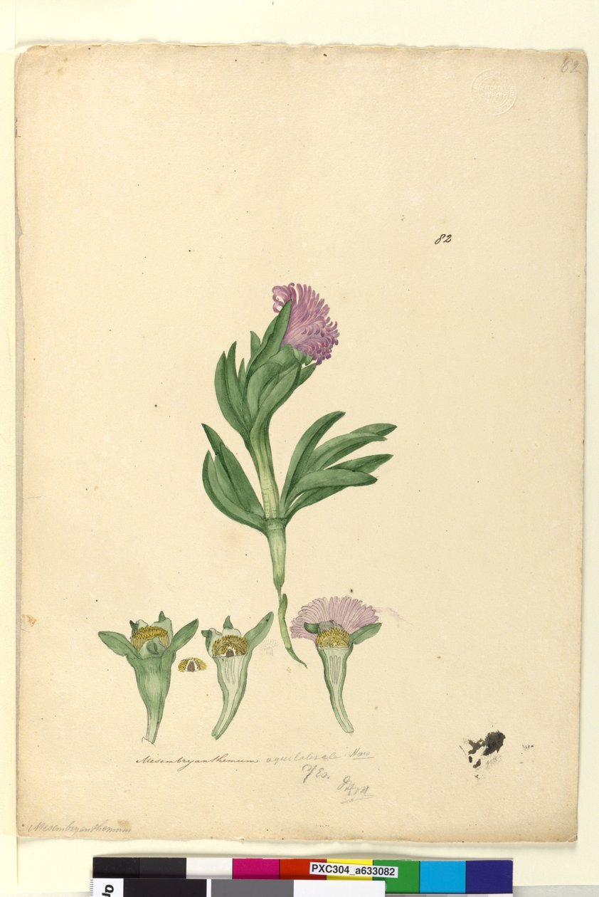 Seite 82. Mesembryanthemum aequilaterale von John William Lewin