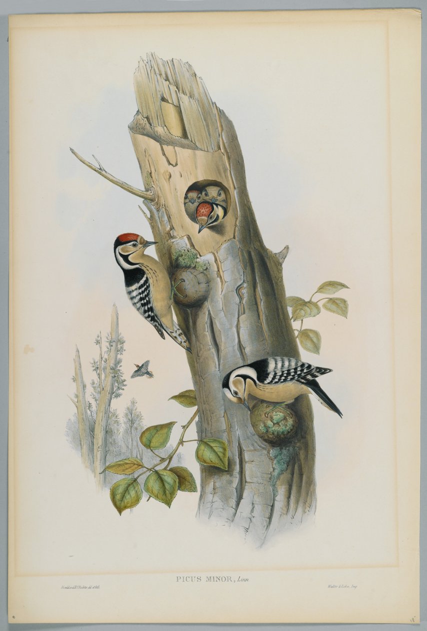 Kleinspecht, graviert von H. C. Richter von John after Gould