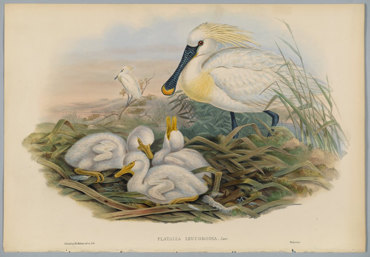 Löffler und Jungtiere, graviert von H. C. Richter von John after Gould