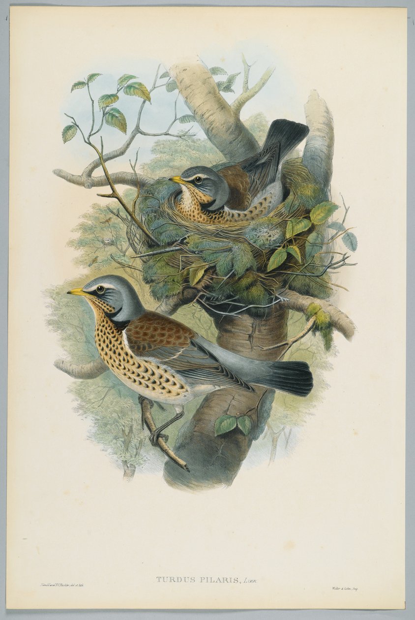 Wacholderdrossel, graviert von H. C. Richter von John after Gould