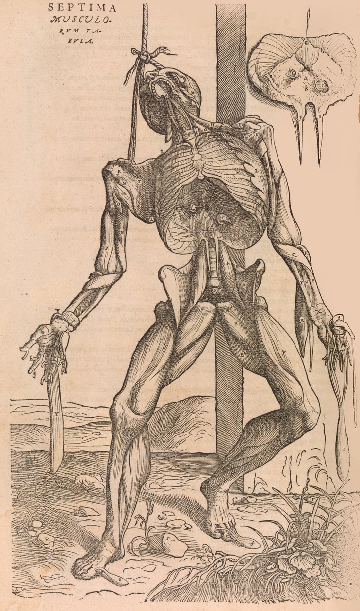 De humani corporis fabrica Über den Bau des menschlichen Körpers, 1555 von John of Calcar