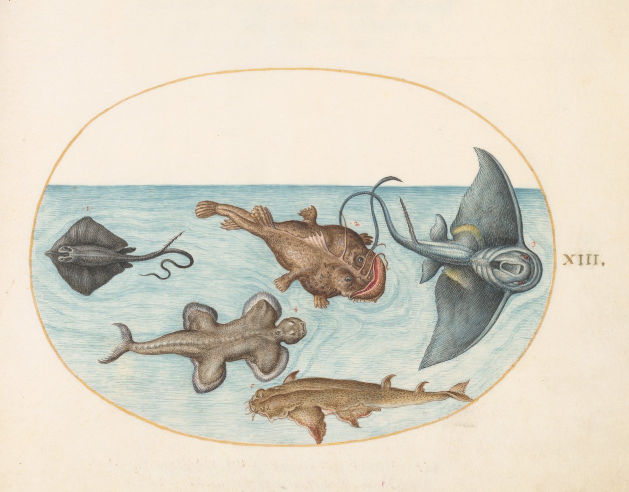 Animalia Aqvatilia et Cochiliata (Aqva) - Tafel XIII von Joris Hoefnagel