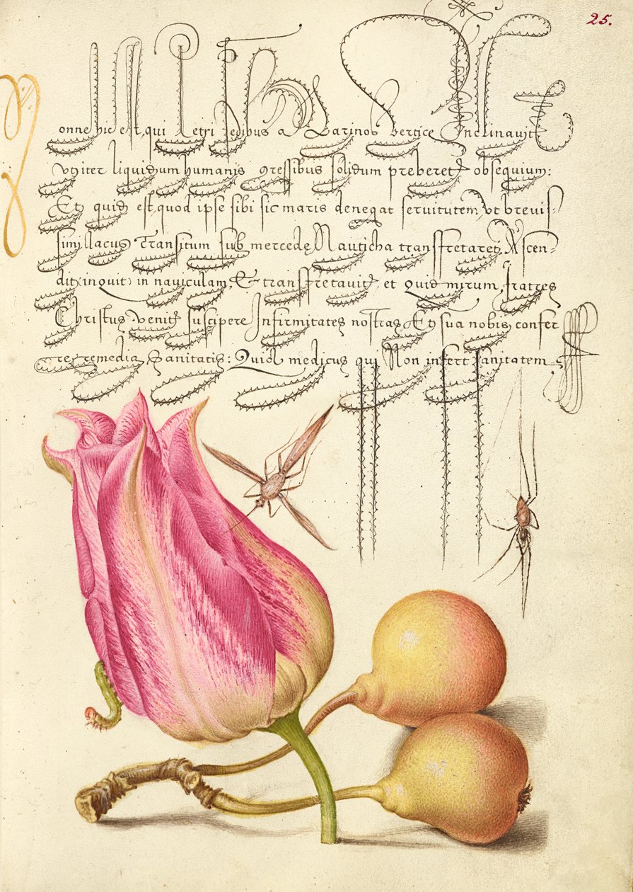 Imaginäres Insekt, Tulpe, Spinne und gewöhnliche Birne von Joris Hoefnagel