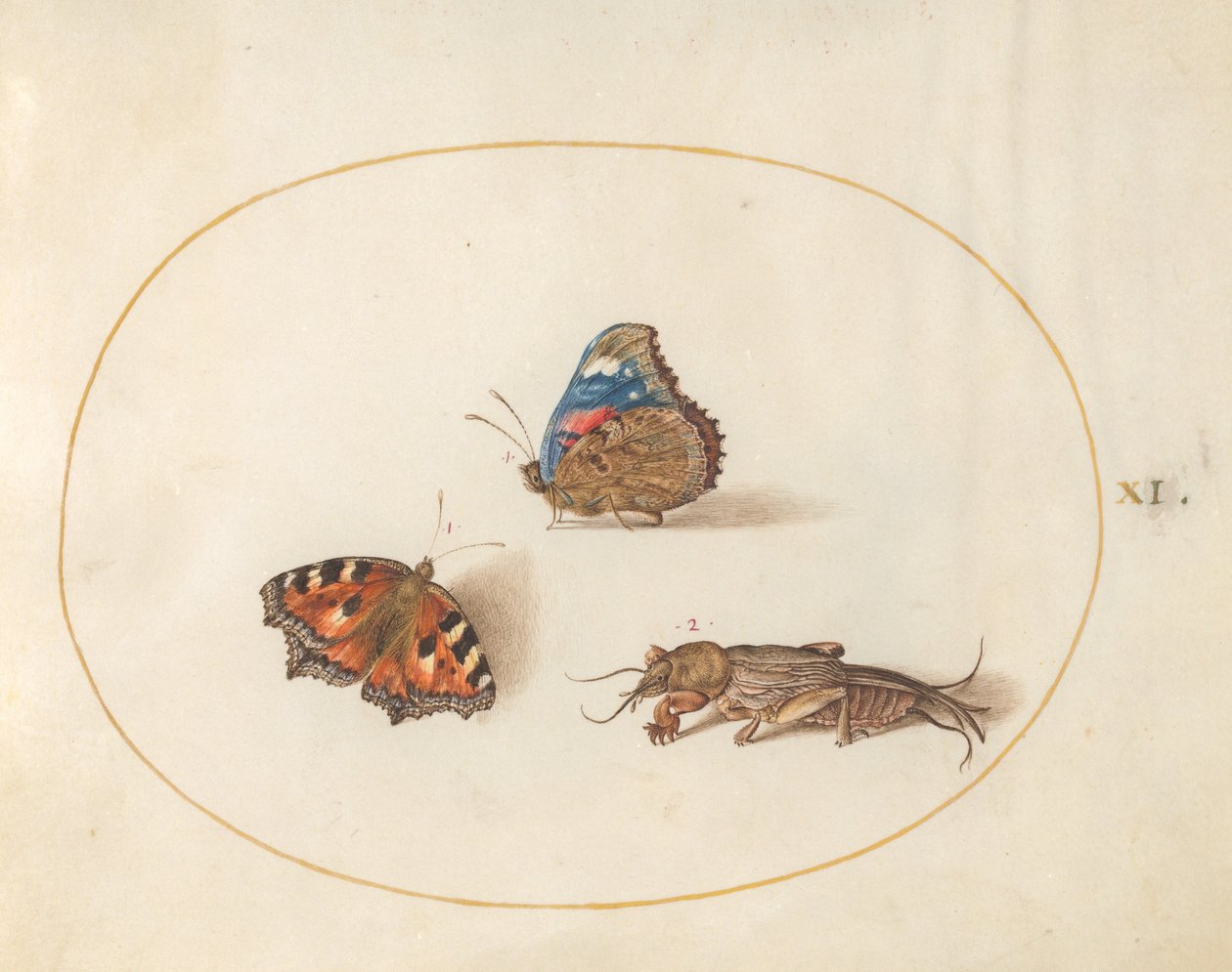 Tafel 11: Kleiner Fuchs und Admiral-Schmetterlinge mit einer Maulwurfsgrille von Joris Hoefnagel