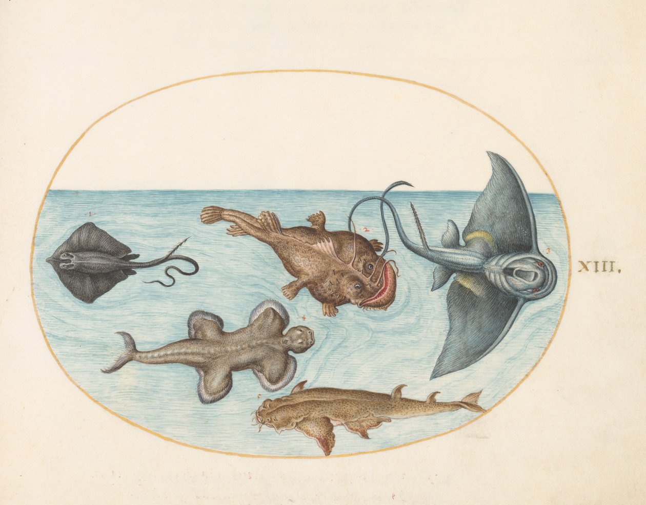 Tafel 13: Zwei Rochen, ein Anglerfisch, ein Seeteufel(?) und ein Engelhai von Joris Hoefnagel