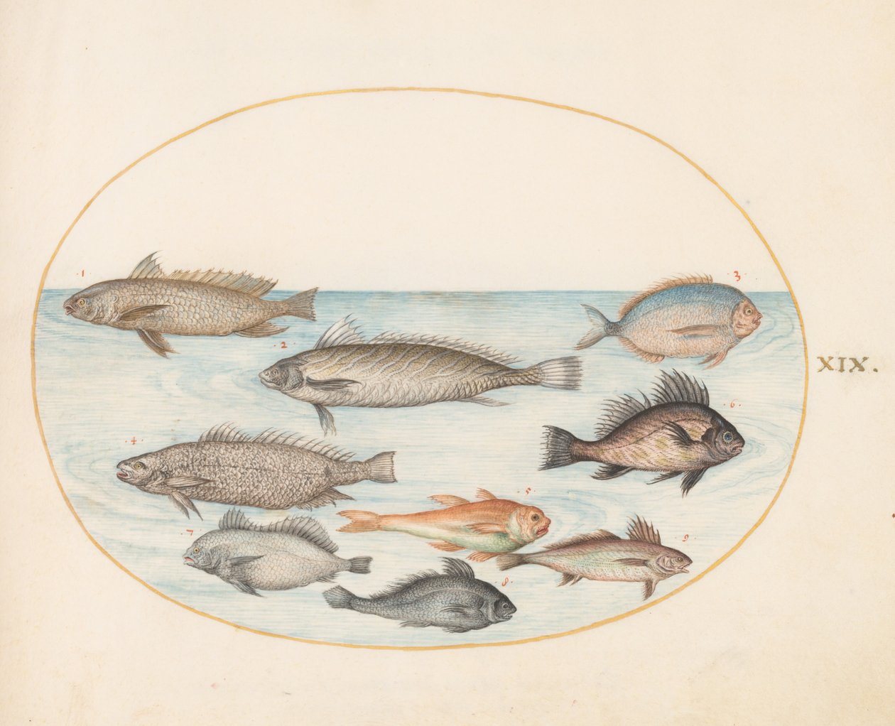 Tafel 19: Ein Riffbarsch und andere Fische, darunter zwei "Coracinis" von Joris Hoefnagel