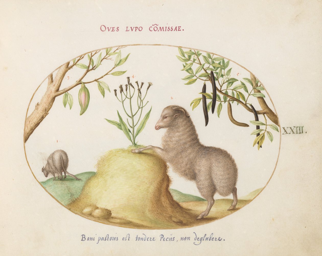 Teller 23: Ein Fettschwanzschaf, ein Schaf mit langem Schwanz, eine "Cassia purgatrix" und andere Pflanzen von Joris Hoefnagel