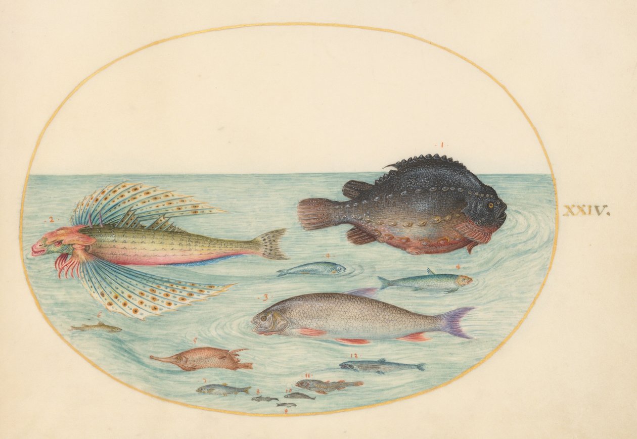 Tafel 24: Fliegender Schwalbengrunard, Männlicher Klumpfisch, Langstacheliger Schnepfefisch und andere Fische von Joris Hoefnagel