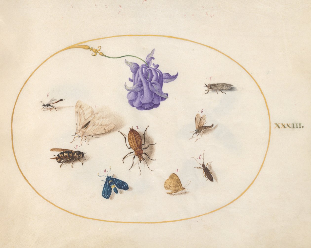 Tafel 33: Motte und Schmetterling mit anderen Insekten und einer Akeleiblume von Joris Hoefnagel