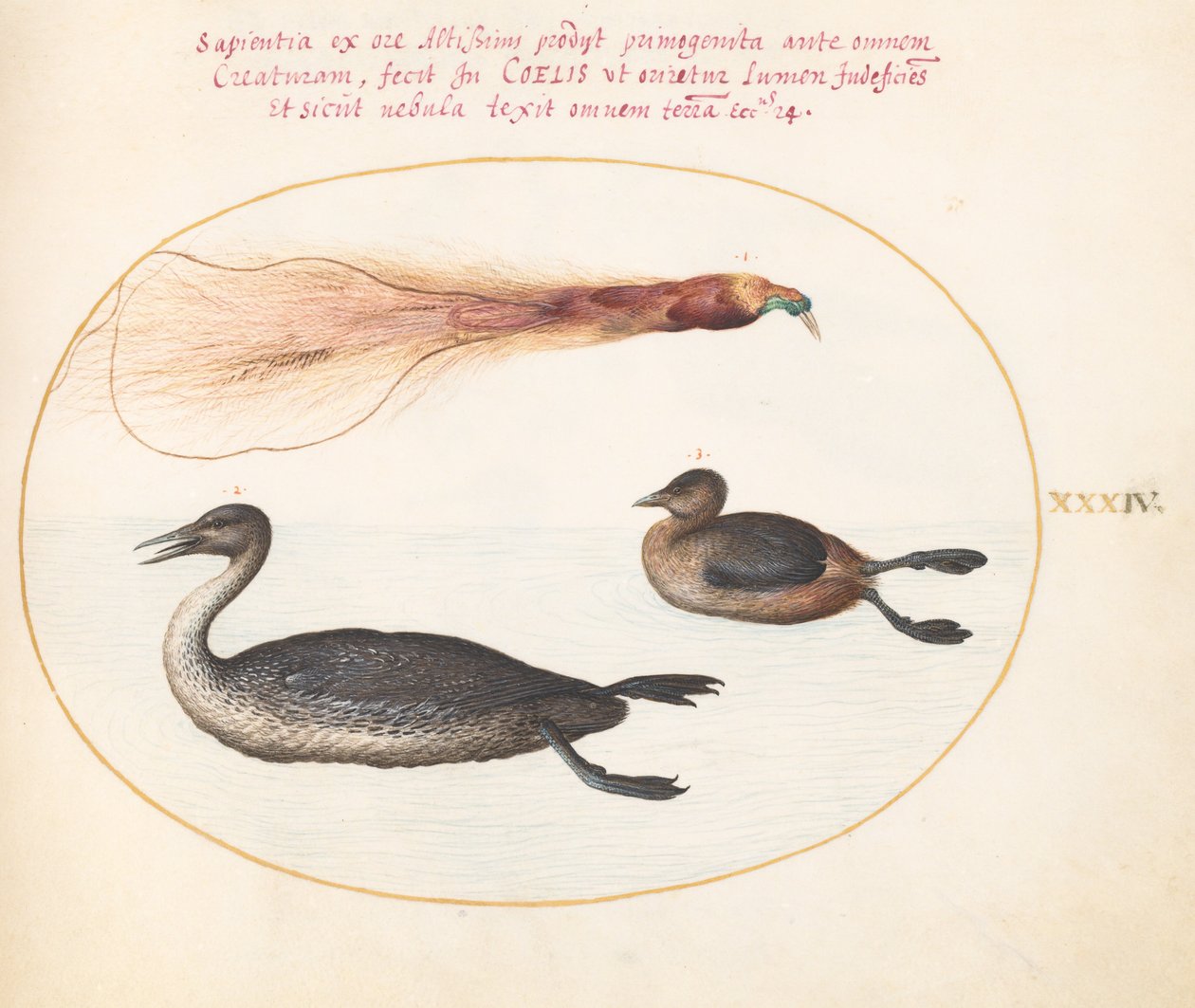 Tafel 34: Paradiesvogel mit Gänsesäger(?) und Lappentaucher(?) von Joris Hoefnagel