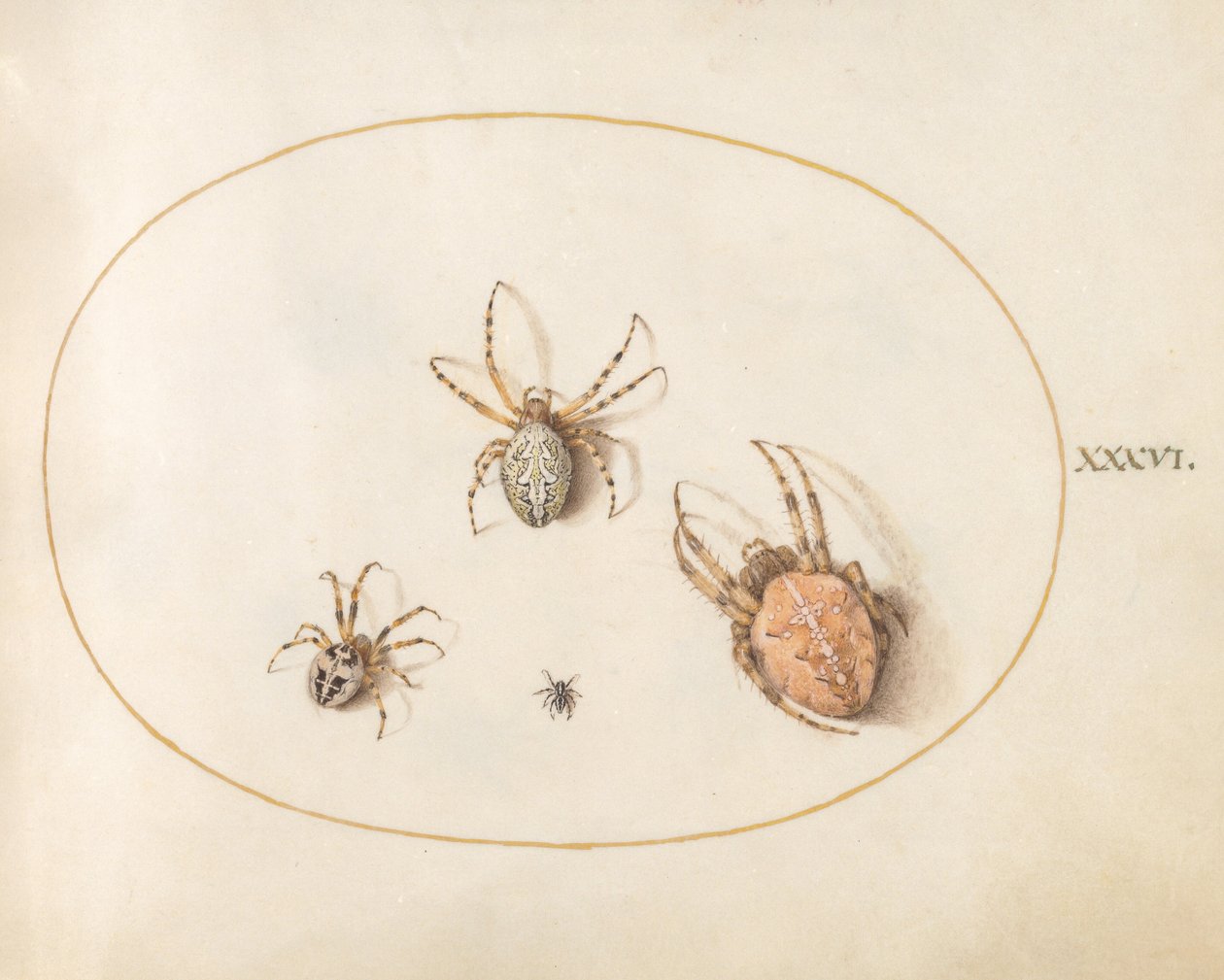 Tafel 36: Drei große Spinnen und eine kleine Spinne von Joris Hoefnagel