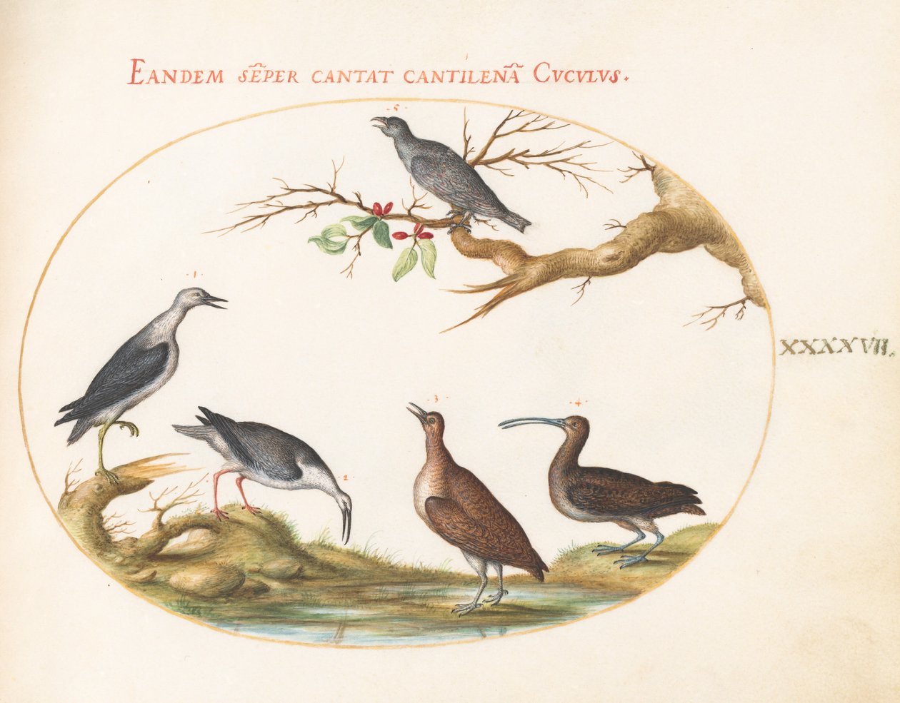 Tafel 47: Küstenvögel mit einem sitzenden Vogel von Joris Hoefnagel