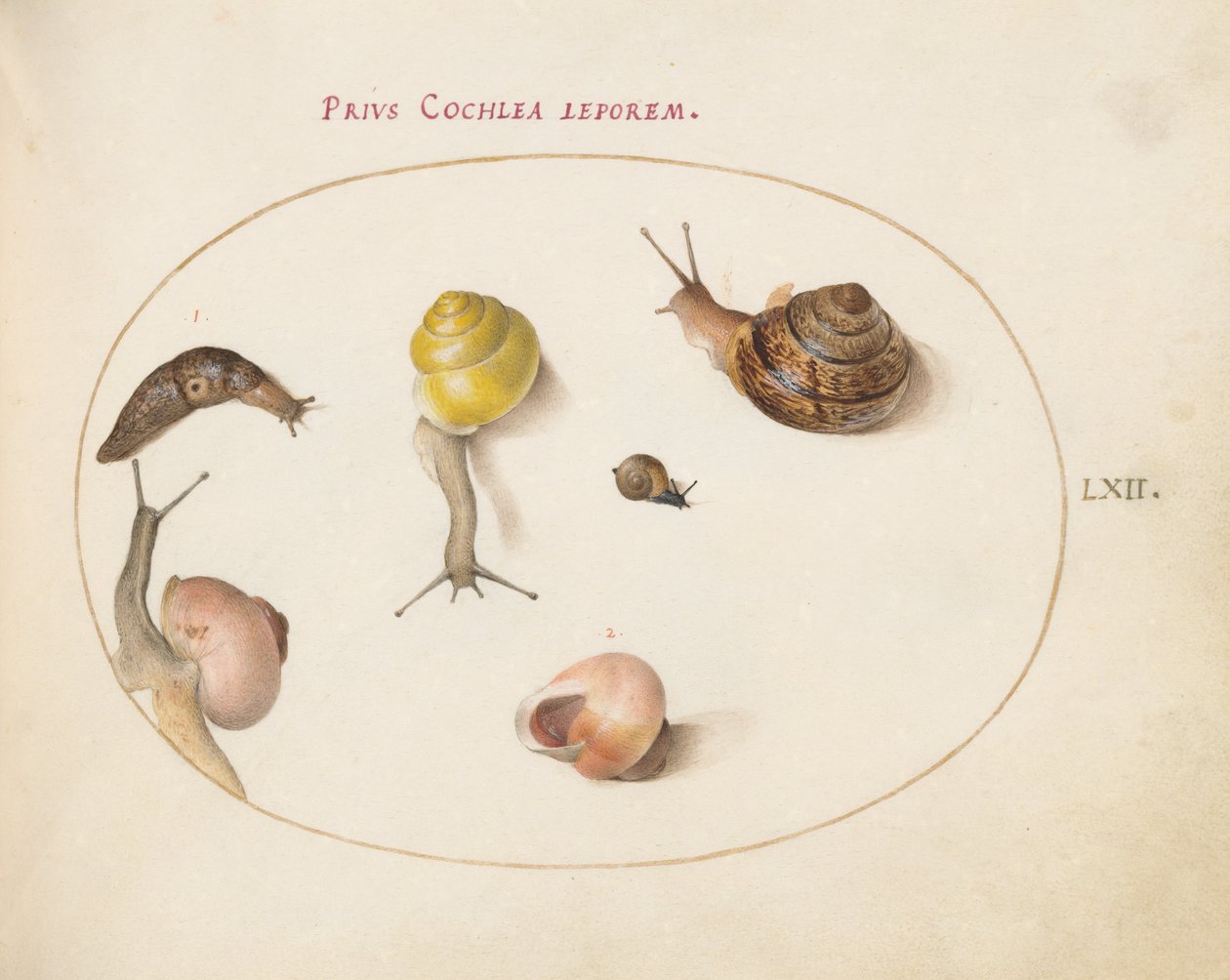 Tafel 62: Eine Schnecke mit Schnecken von Joris Hoefnagel
