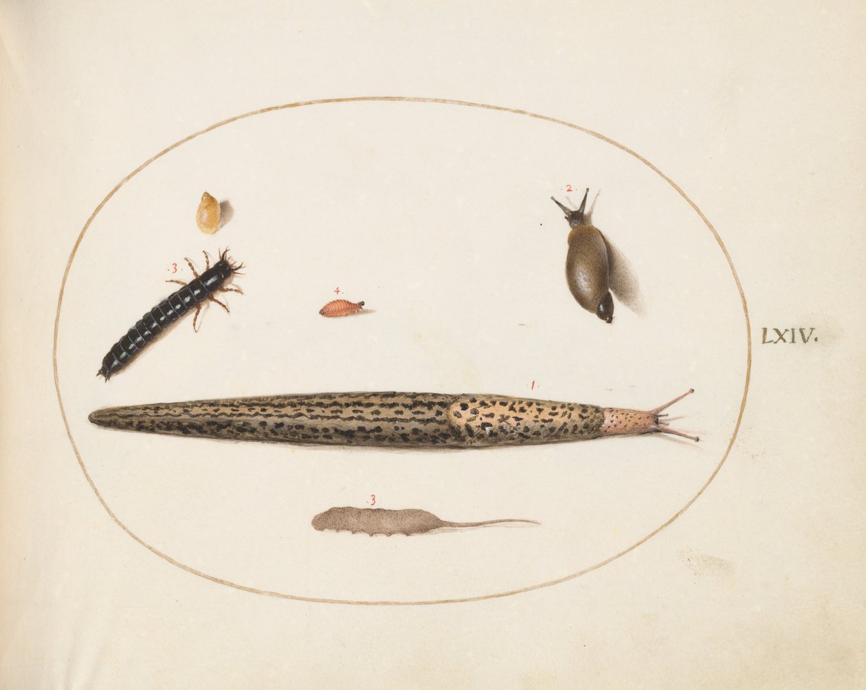 Tafel 64: Leopardschnecke, Laufkäferlarve, eine Rattenschwanzlarve und andere Kreaturen von Joris Hoefnagel