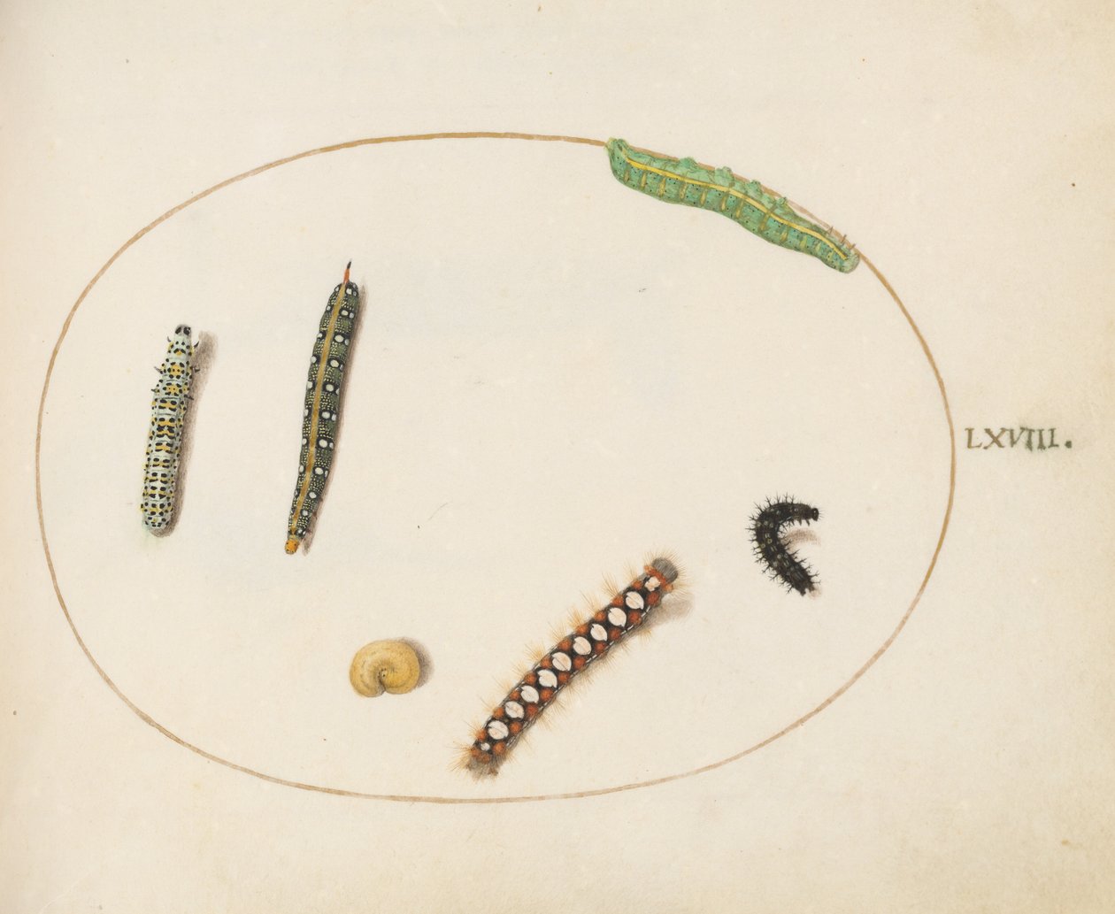 Tafel 68: Blattspornschwärmer-Raupe, Königskerzenmotte-Raupe und andere Raupen von Joris Hoefnagel