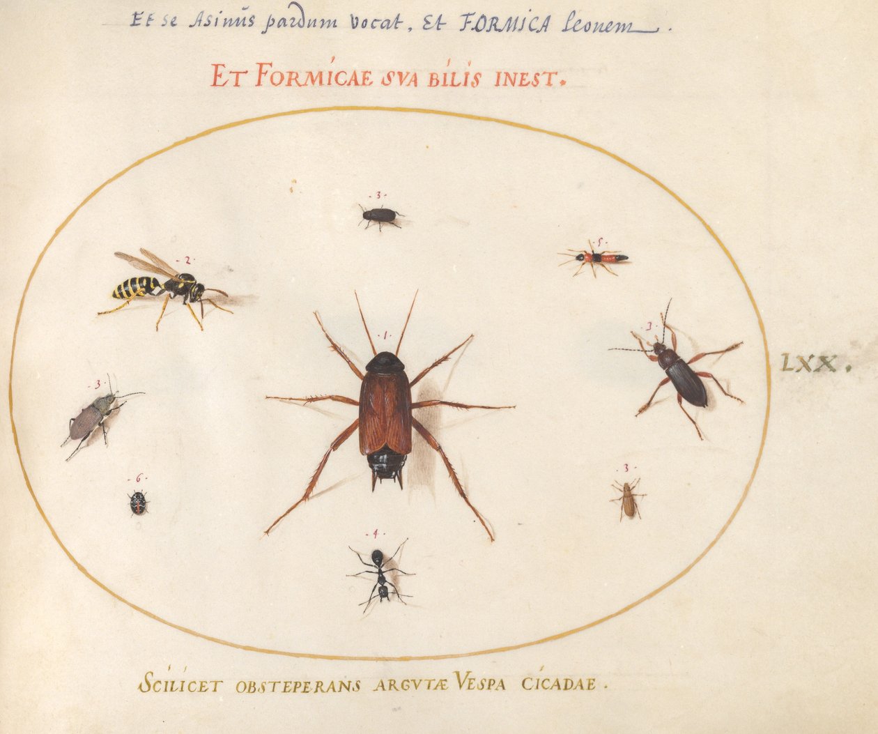 Tafel 70: Ein Rotauge umgeben von Insekten von Joris Hoefnagel