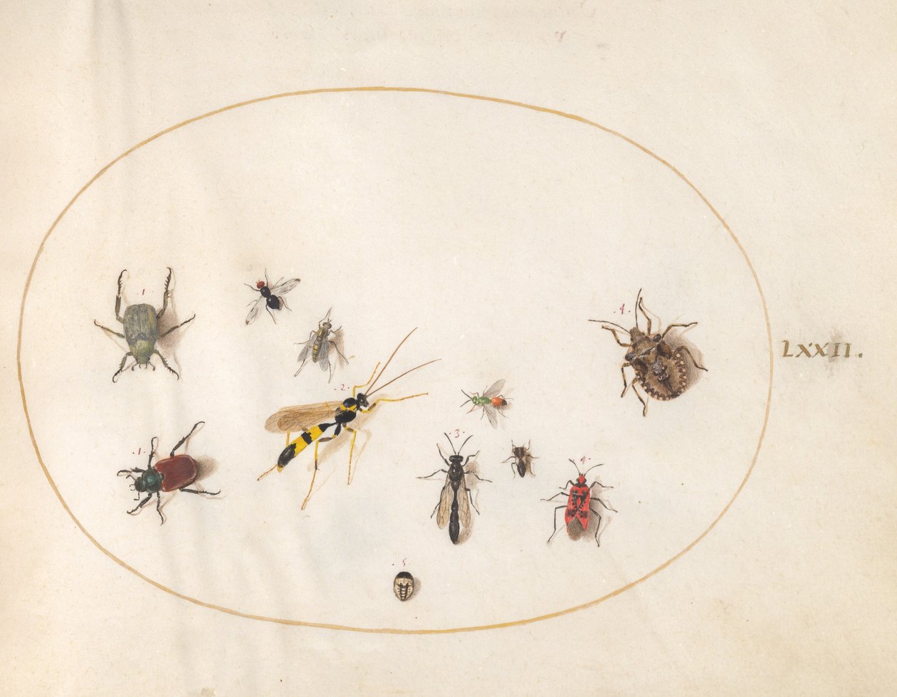 Teller 72: Schildkäfer, Zimtwanze, Wespe und andere Insekten von Joris Hoefnagel