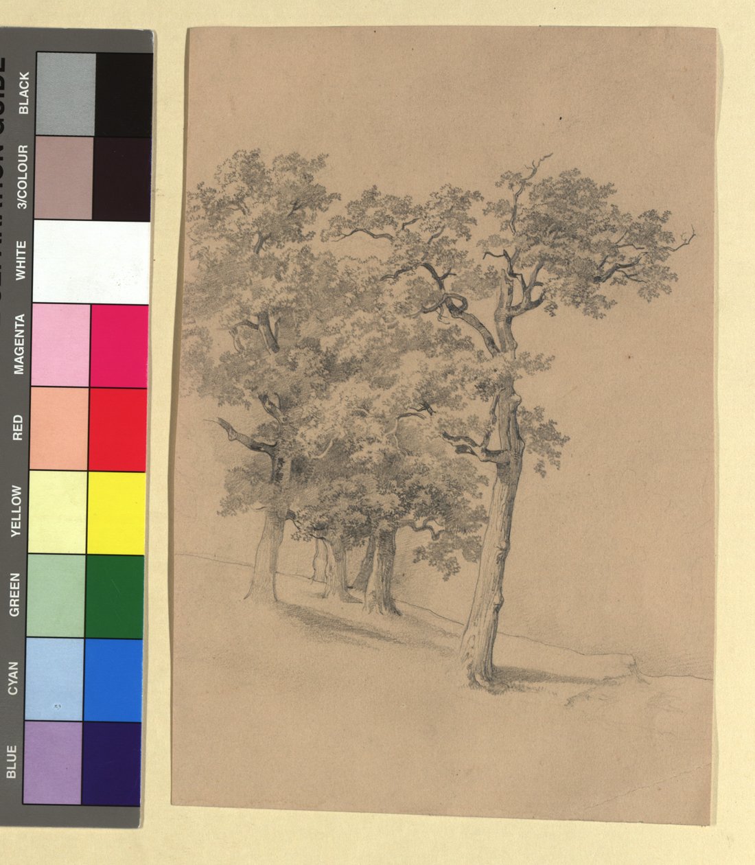 Baumstudie von Josef Kriehuber