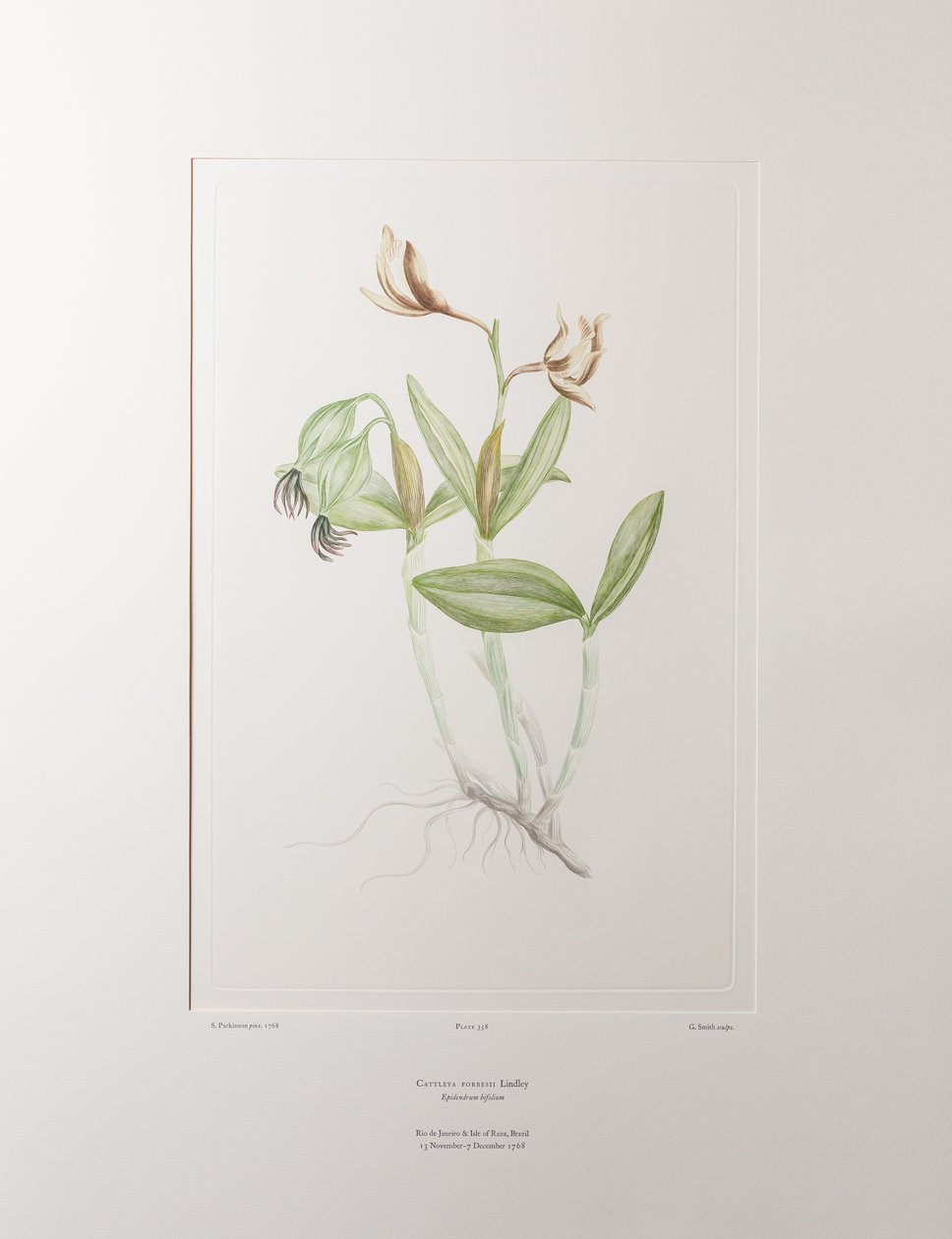 Cattleya forbesii (Orchidaceae) - Tafel 358, Banks