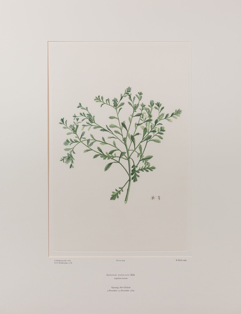 Lepidium flexicaule (Cruciferae) - Tafel 409, Banks