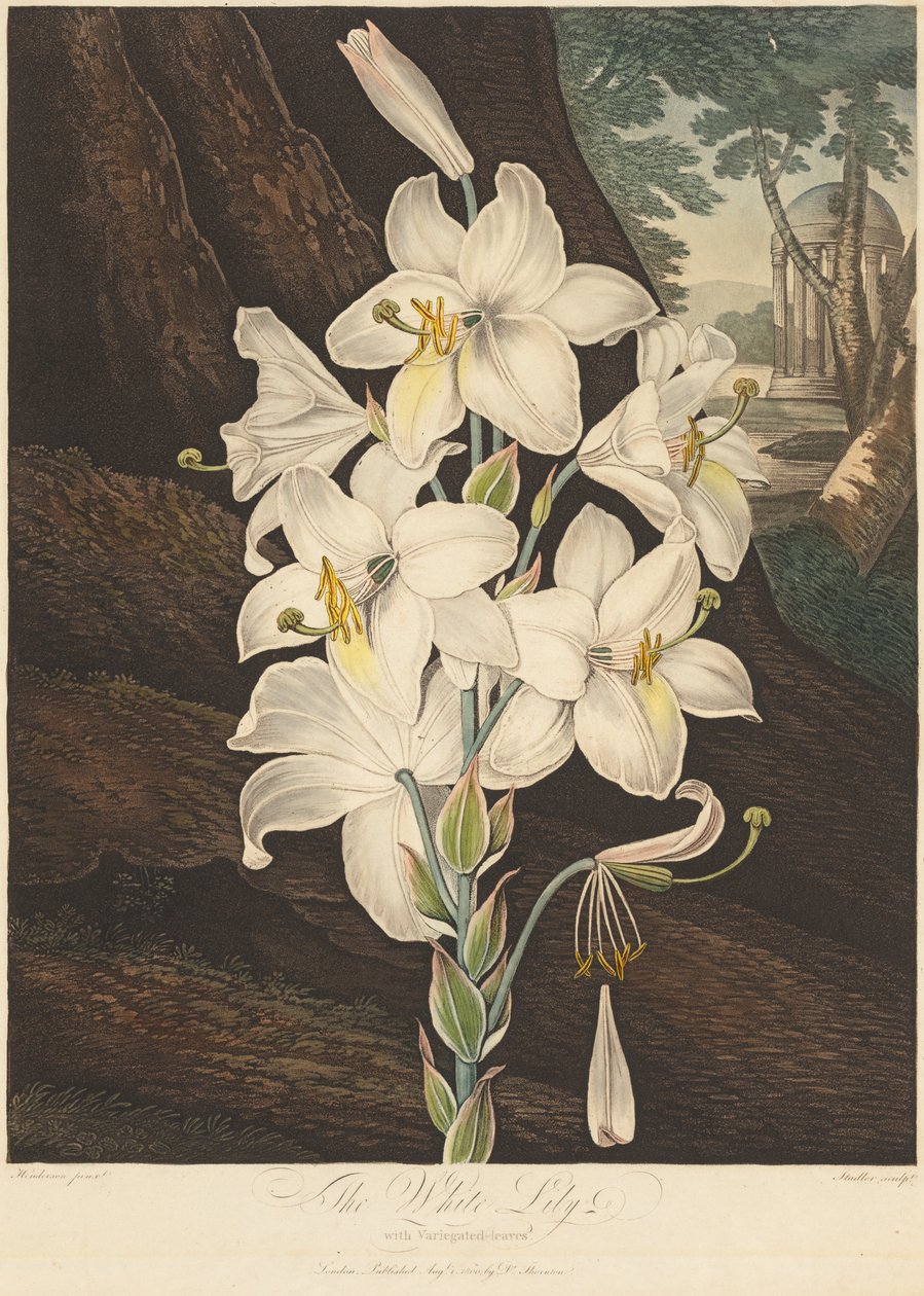 Der Tempel der Flora oder Garten der Natur: Weiße Lilie mit bunten Blättern..., 1800 von Joseph Constantine Stadler