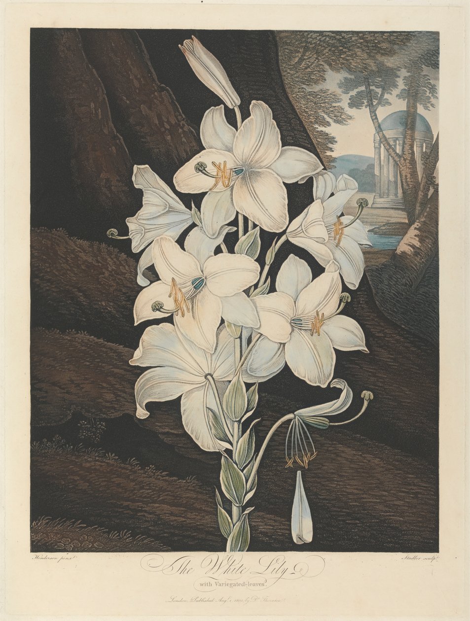 Die Weiße Lilie mit bunten Blättern, 1800, aus Robert John Thorntons 