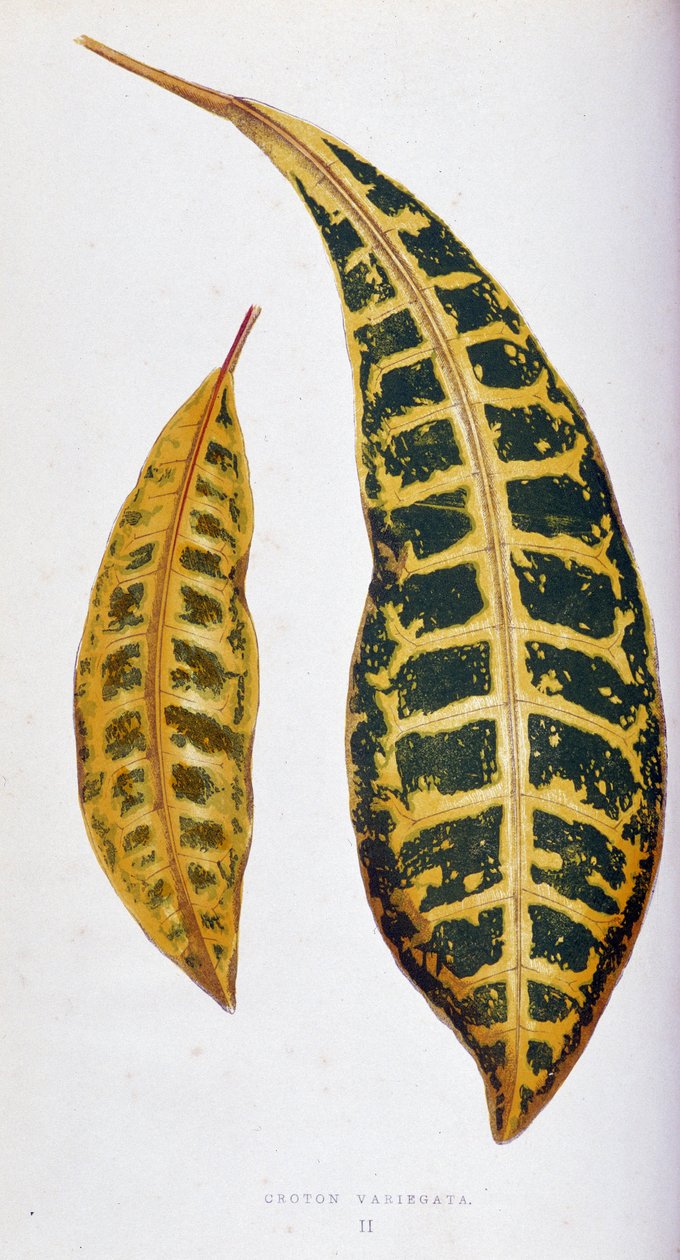 Croton Blatt variegata. Botanische Tafel in „Pflanzen mit buntem Laub. Sammlung der bemerkenswertesten Arten zur Dekoration von Gärten, Gewächshäusern und Wohnungen, von Edward Joseph Lowe und W. Howard, Mitglieder der London Horticulture Society von Joseph Edward and Howard W Lowe