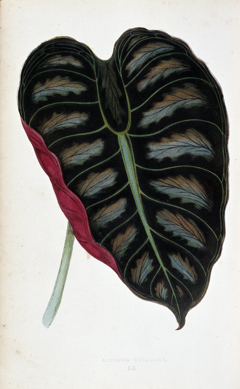 Blatt von Alocasia metallica von Joseph Edward and Howard W Lowe