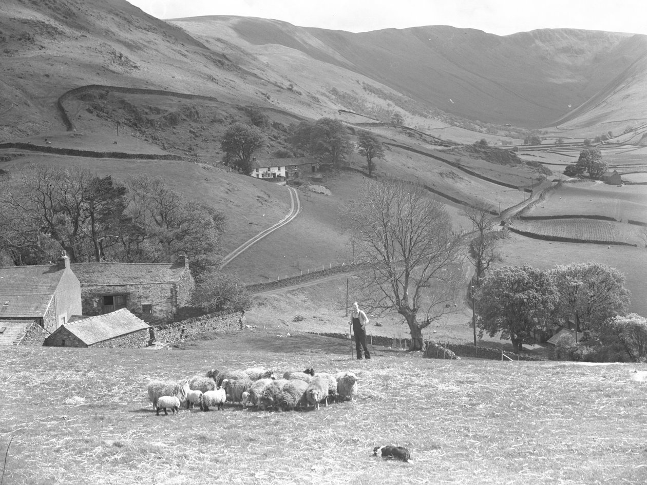 Ein Schäfer und sein Schäferhund kontrollieren eine Schafherde auf einem Feld in Martindale von Joseph Hardman