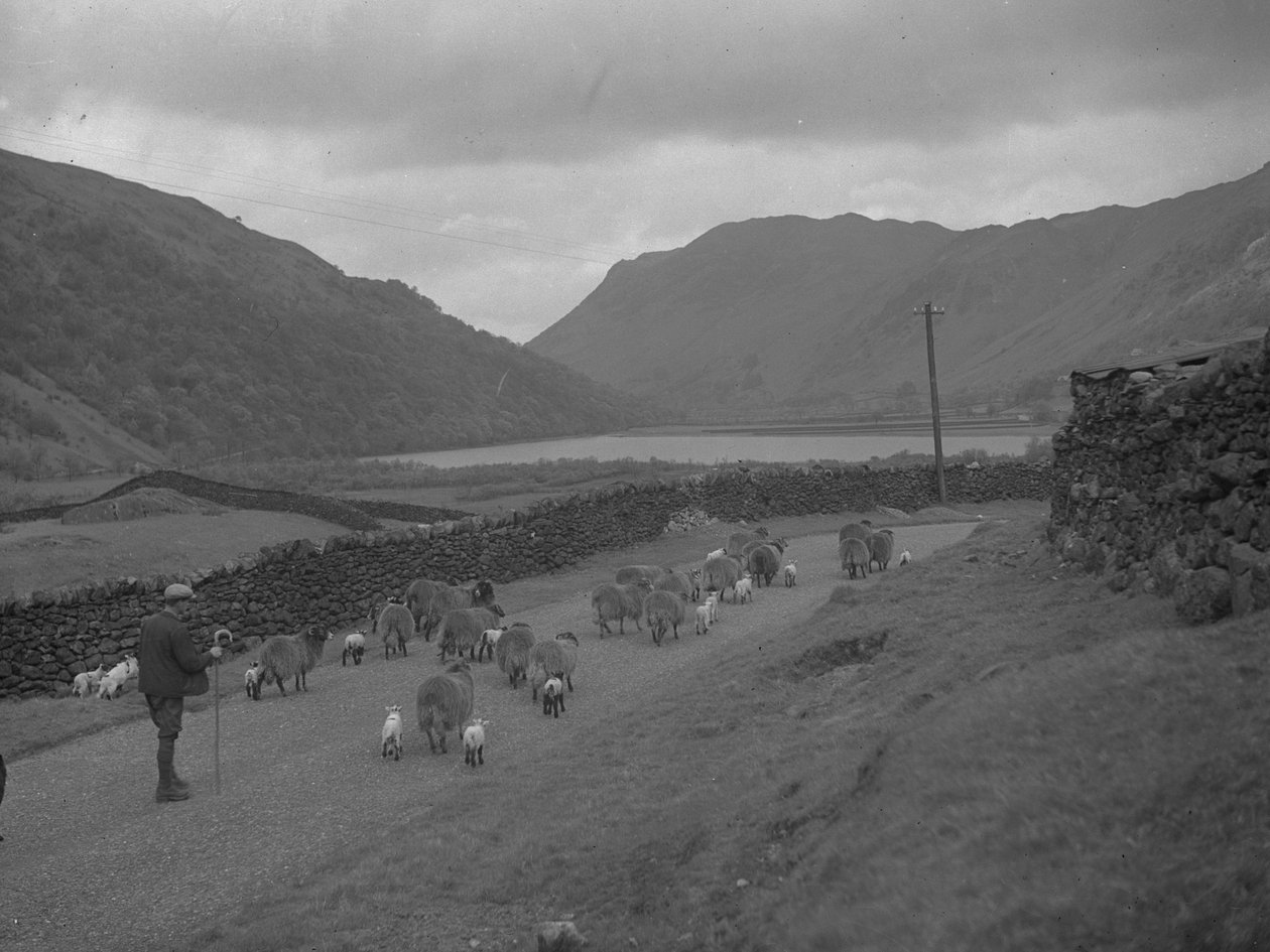 Ein Bauer treibt eine Herde Schafe und Lämmer entlang einer Straße, See und Hügel im Hintergrund von Joseph Hardman