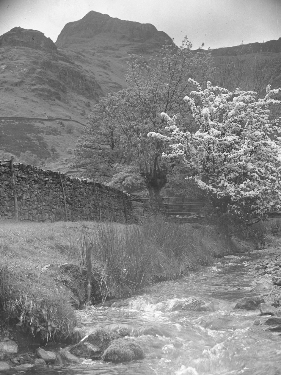 Blick auf Gebirgsbach mit Blütenbaum im Vordergrund und Langdale Pikes im Hintergrund von Joseph Hardman