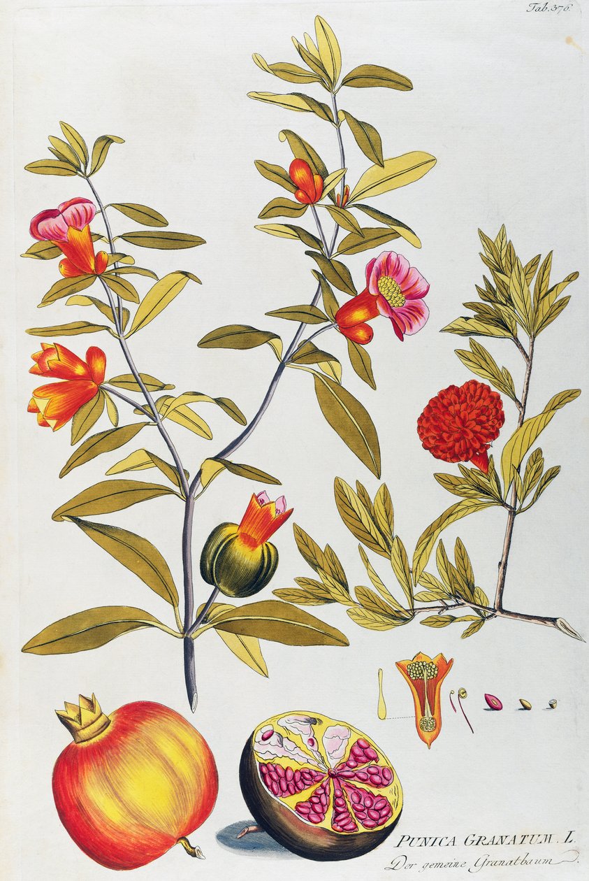 Granatapfel (Punica granatum) aus Icones plantarum medicinalium, Wien von Joseph Jacob Plenck