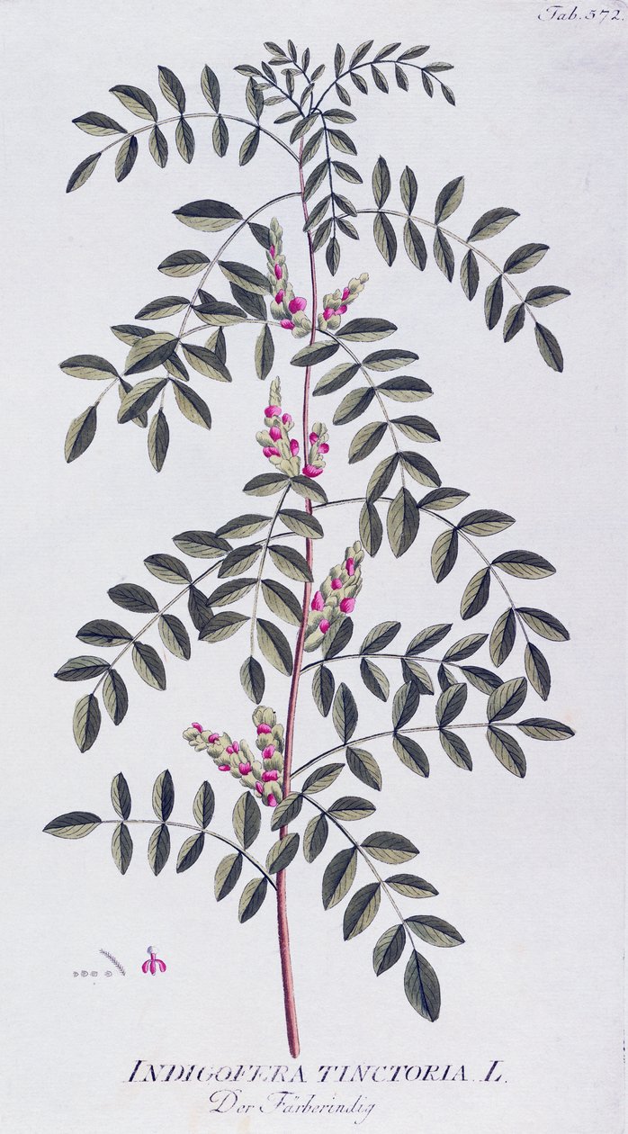 Echter Indigo (Indigofera tinctoria) von Joseph Jacob von Plenck, aus 