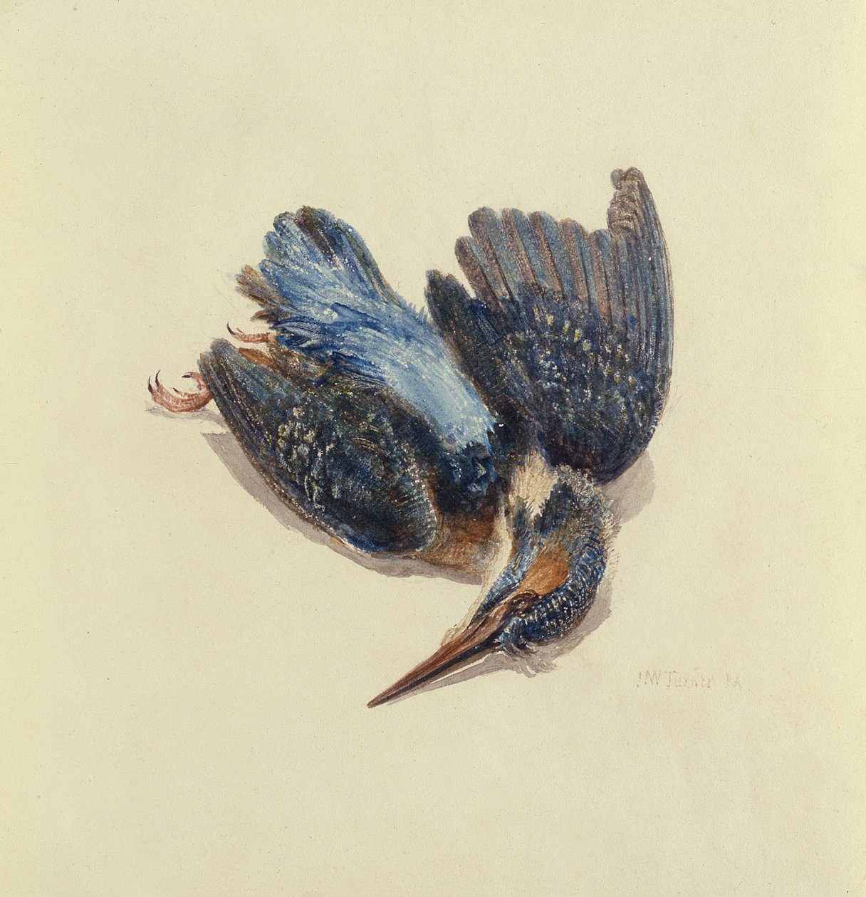 Eisvogel, aus dem Farnley Buch der Vögel, ca. 1816 von Joseph Mallord William Turner