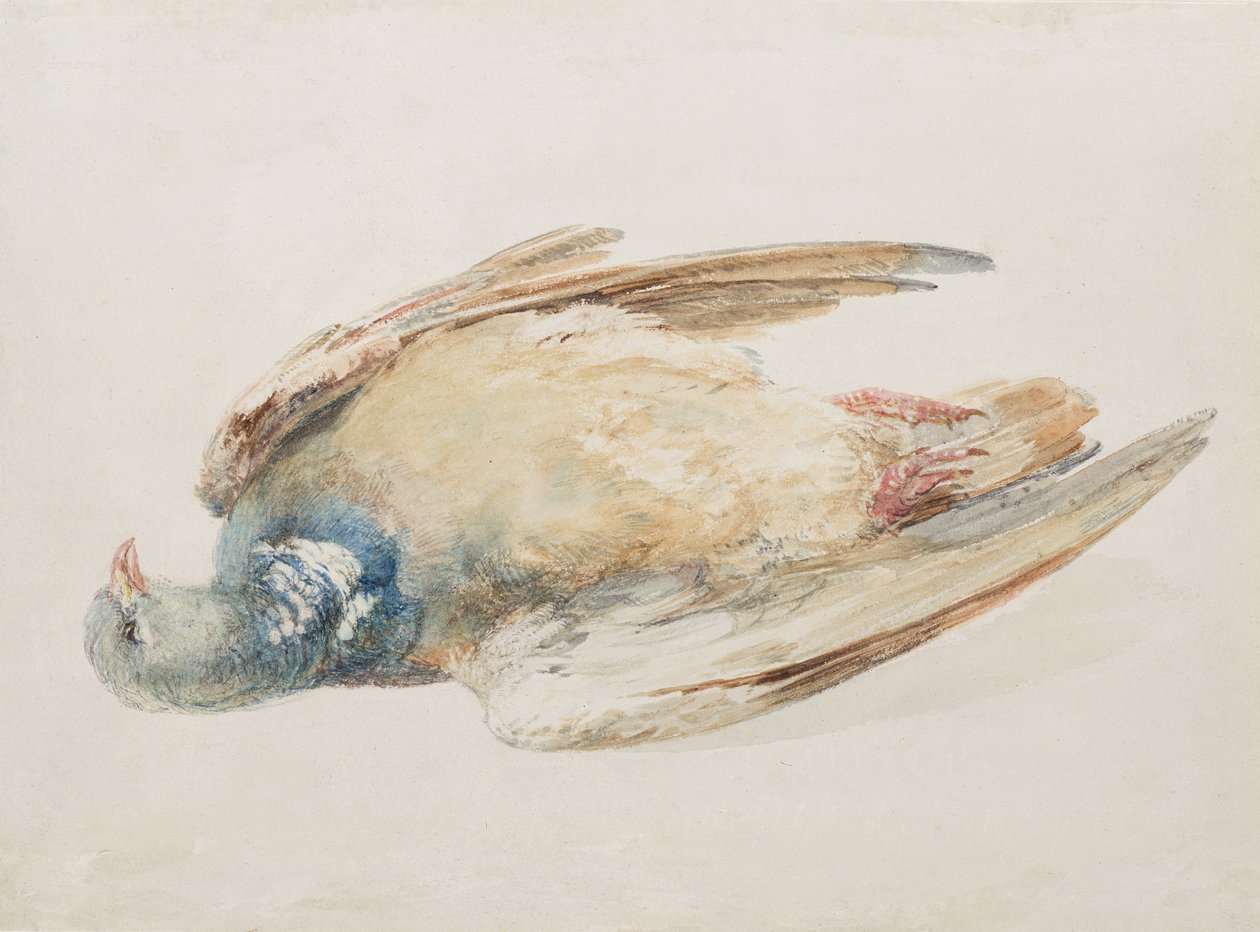 Taube, aus dem Farnley-Buch der Vögel, ca. 1816 von Joseph Mallord William Turner