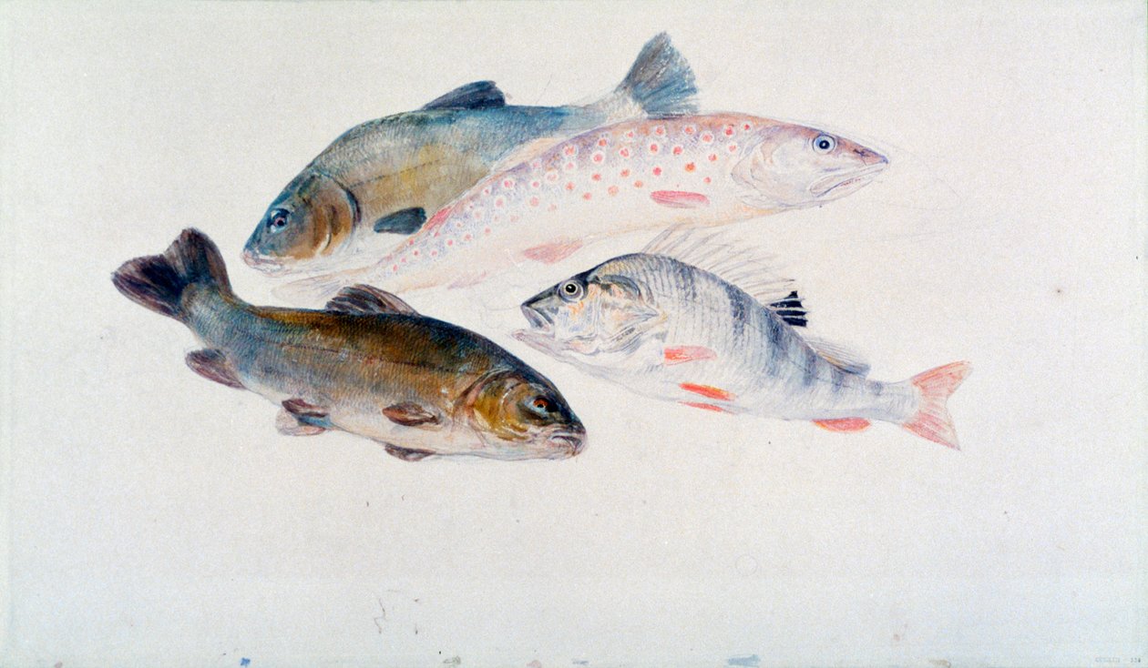 Studie von Fischen: Zwei Schleien, eine Forelle und ein Barsch, ca. 1822-1824 von Joseph Mallord William Turner